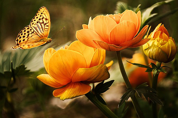 花に向かって飛び舞う蝶